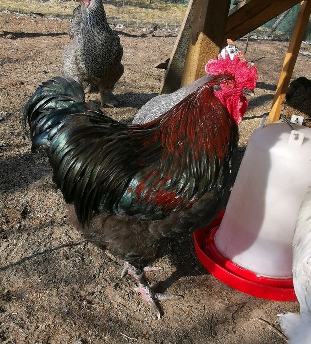 Kogut mix marans