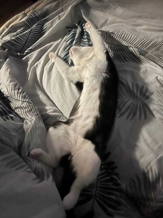 Котик безкоштовно