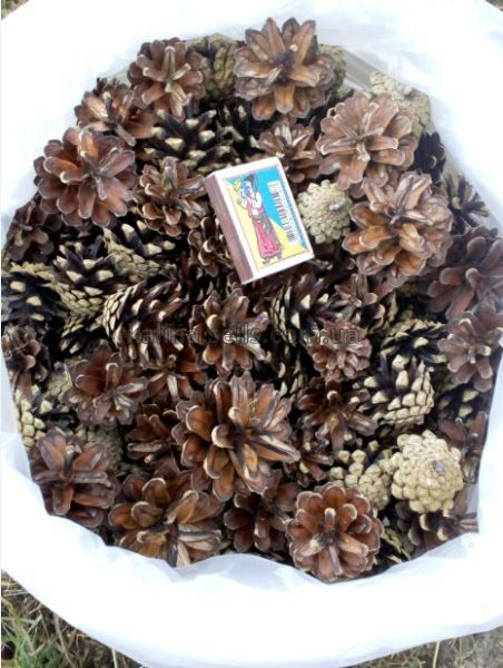 Сосновая кора, шишки, мульча