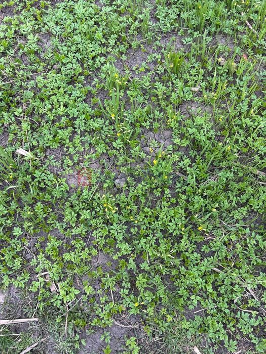 Затишна ділянка з будинком у с.Ружичанка