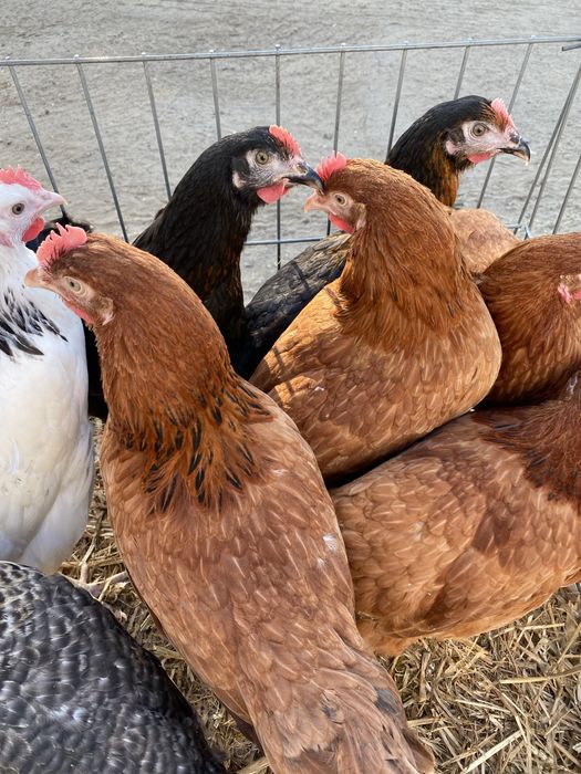 Kury nioski, kury młode