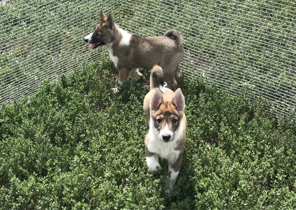 Продаються цуценята ЗСЛ.