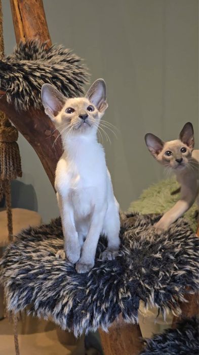 Kotka syjamska orientalna