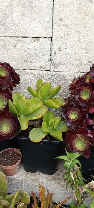 Leguminosa, catos, plantas vários tamanhos diferentes tipos  ..