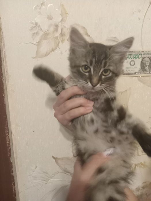 Віддаю кошенят в добрі руки (безкоштовно)