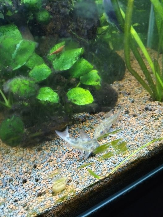 Peixes e camarões