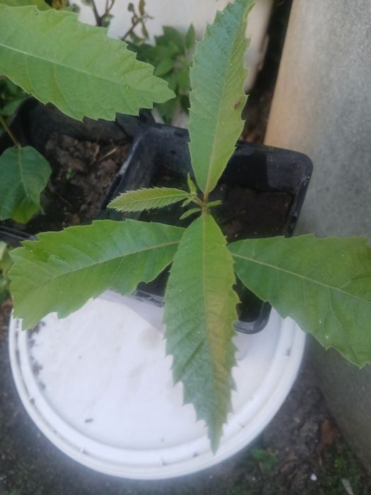 Castanheiro pronto para por na terra.
