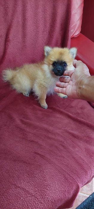 Sptiz Alemão Anão/Lulu da Pomerânia MINI