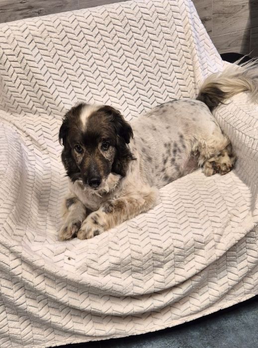 Piesek okolo 7 lat