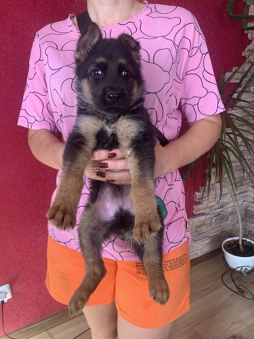 Продам цуценят Німецької вівчарки