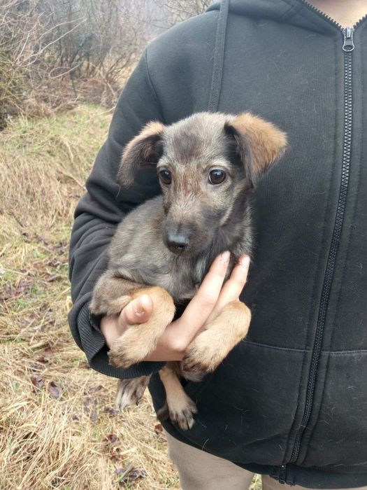 Цуценята в добрі руки