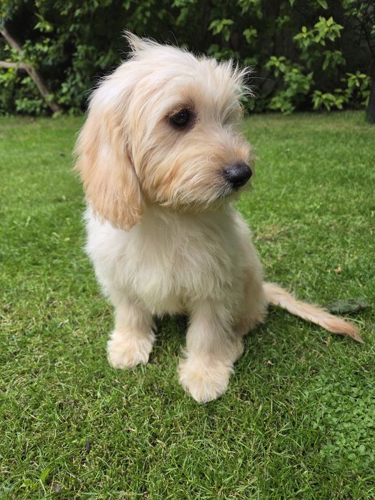 Goldendoodle mini suczka