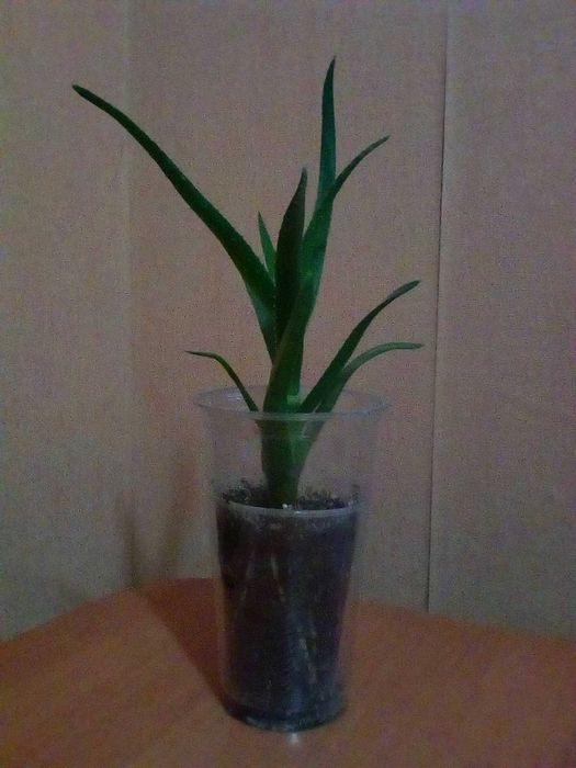 Каланхое рослина Квашена Капуста