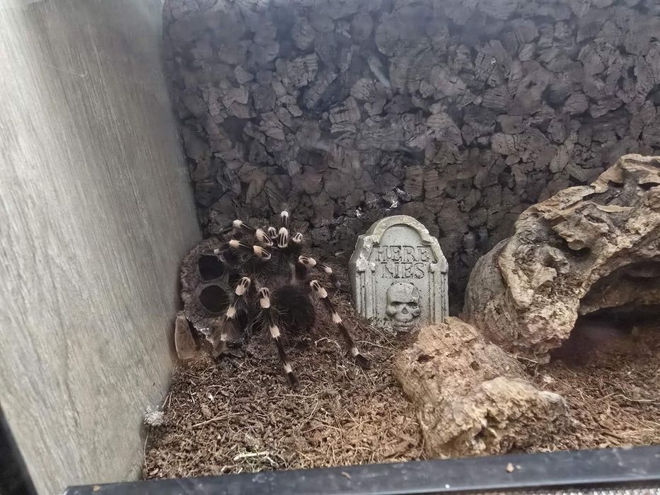 Cały regał na wymiar z ptasznikami!
