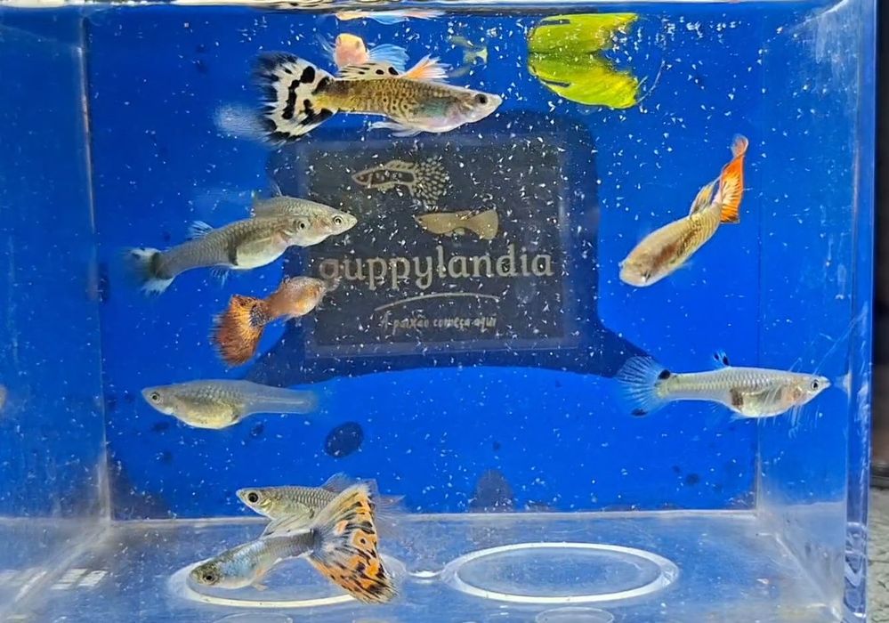 Guppys  Sortidos