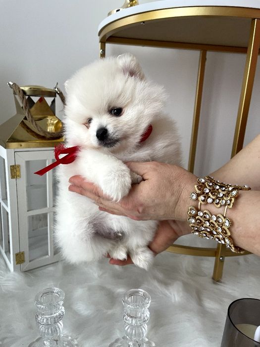 Померанські шпіци — Гарантовано закохаєтесь з першого погляду