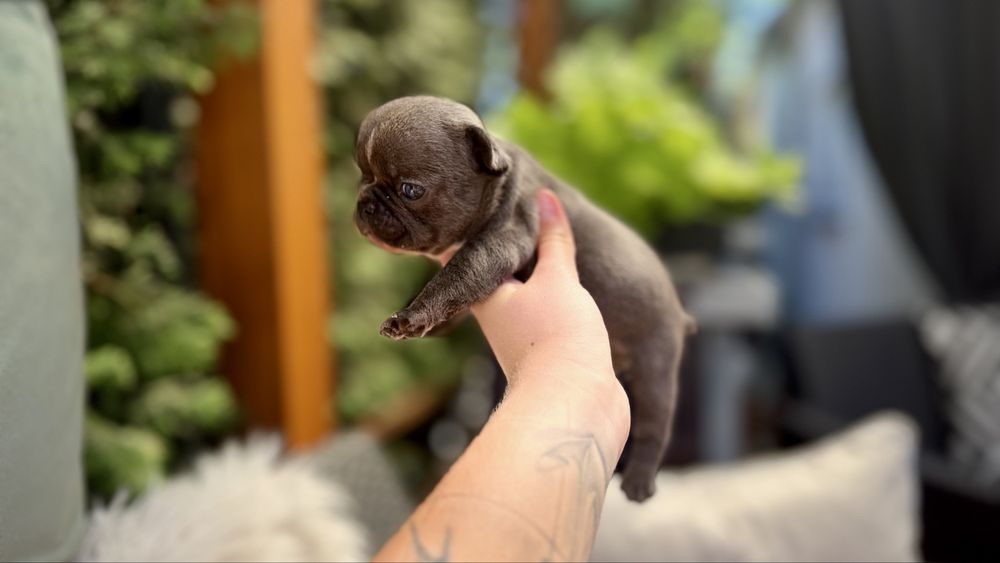 Buldog francuski Niebieska suczka