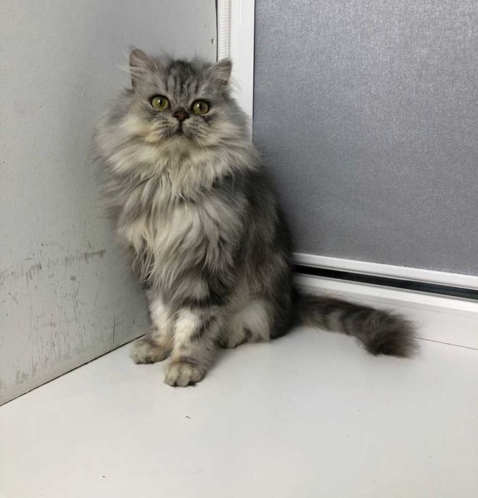 шотландочка кішечка Ліза. Добра, лагідна, але самодостатня цяця.