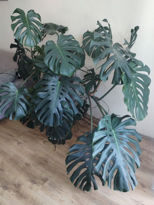 Monstera duża 150cm wysokości