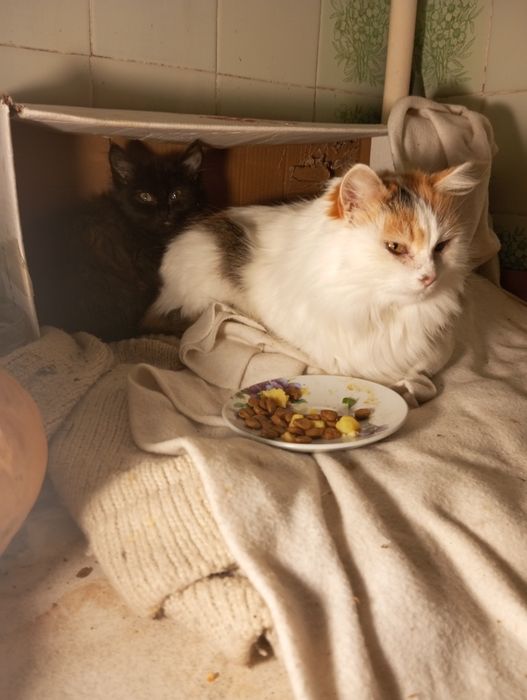 Спритна киця для мишей