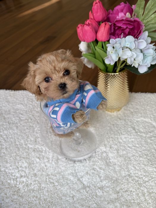 Наймиліші мальтипу