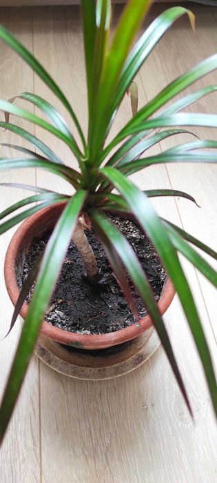 Драцена Самовивіз центр