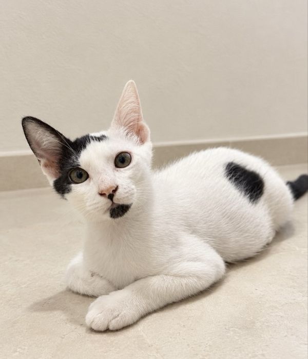 Gatinhos bebés para adoção responsável