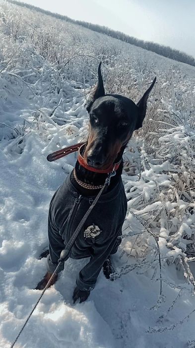 Одам в добрі руки