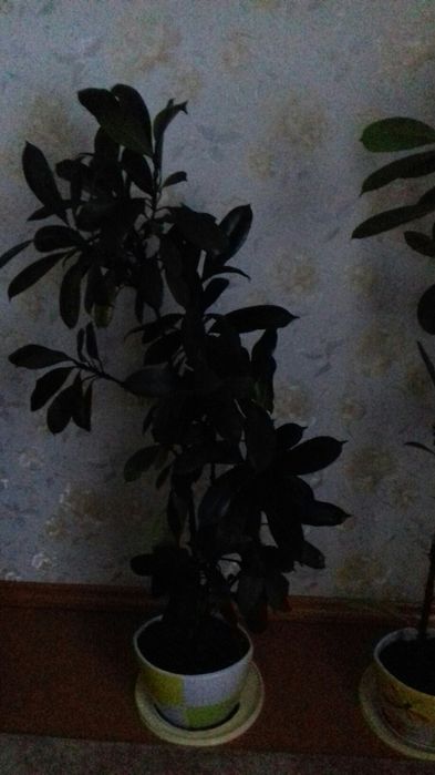 Фікус кімнатний .