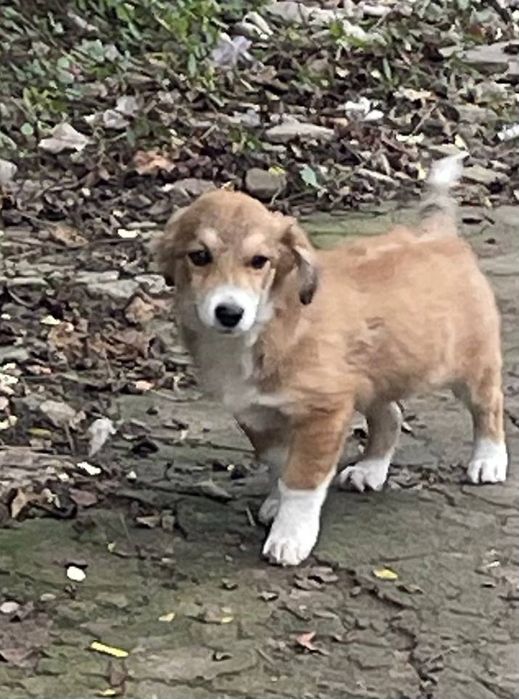 Отдам даром в добрые руки щенка метис корги