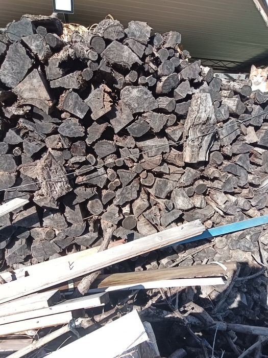 Lenha de oliveira corte com 3 anos