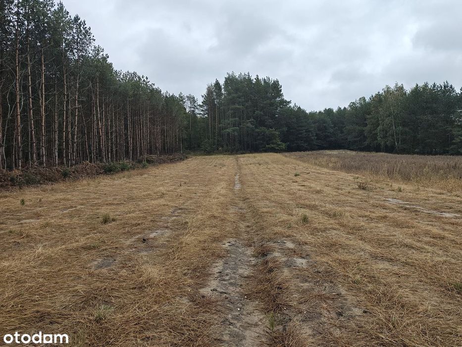 Piękna działka przy lesie nad Pilicą (warunki WZ na dwa domy) - Widok 5