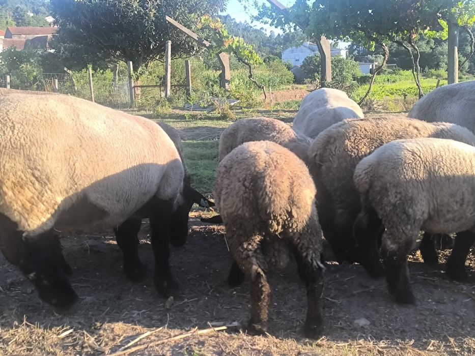 Ovelhas suffolks