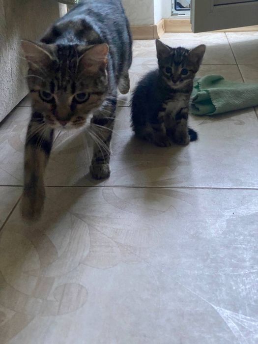 Віддам кошенят безкоштовно