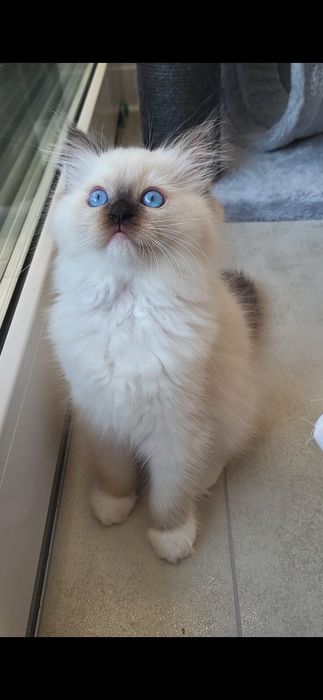 Kotka Ragdoll, rodowód FPL, badania