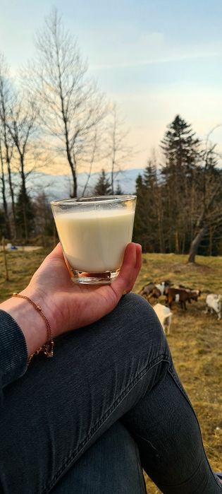 Świeże mleko kozie z gór | Zarejestrowane stado | Naturalne