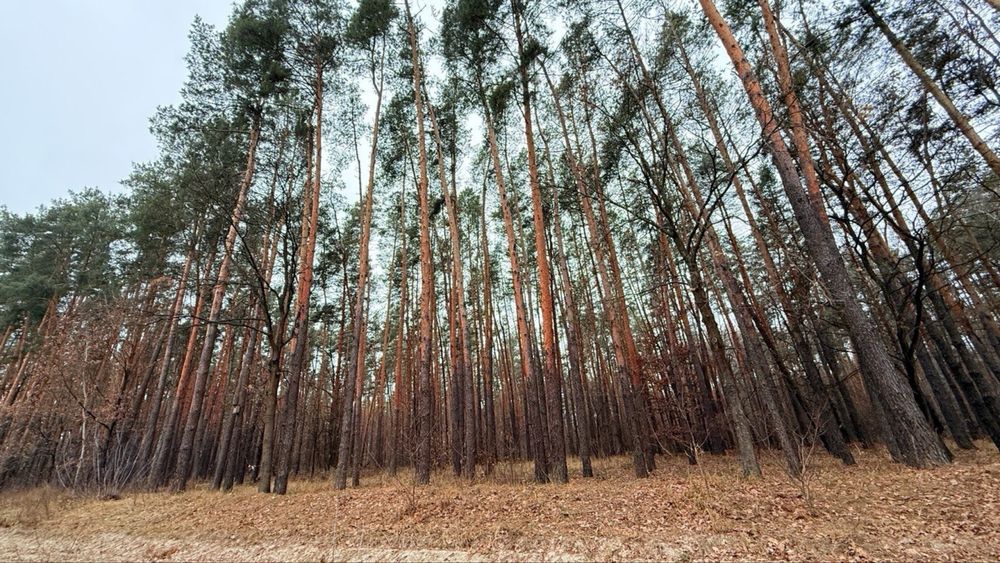 Продам земельний масив під забудову. Ліс! Макарів