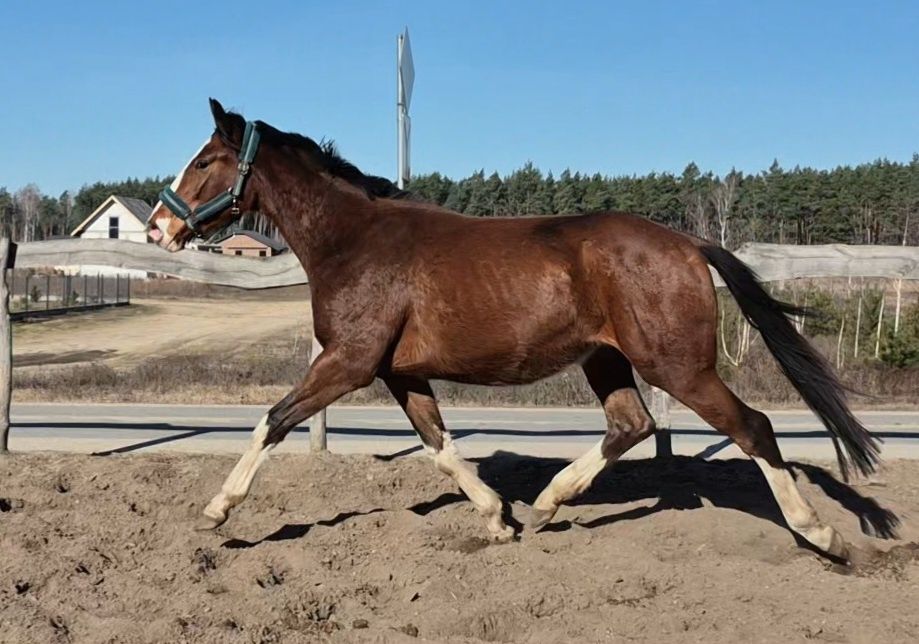 Malowany wałach 3 lata