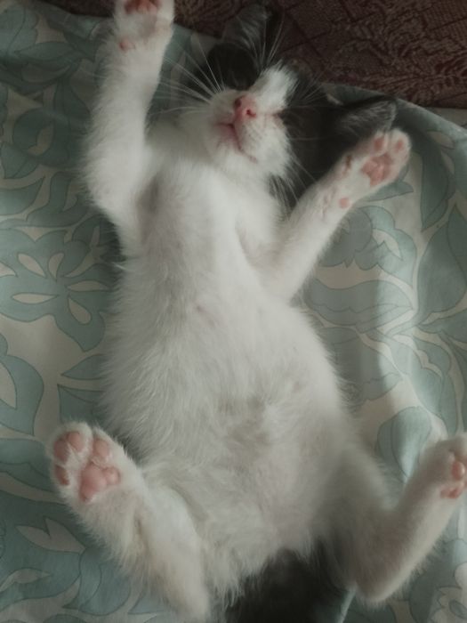 Віддам кішечку в добрі руки