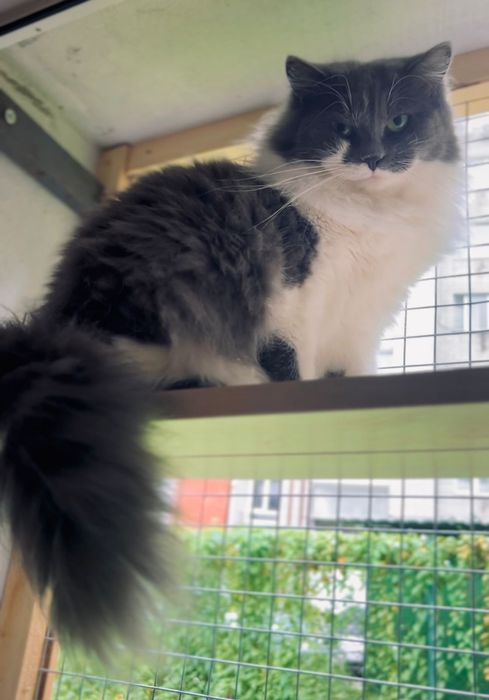 Львів Кішка стерилізована молода