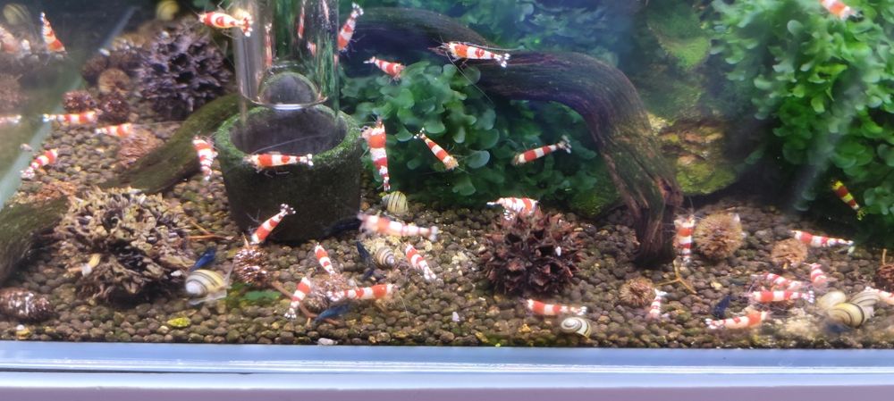 Caridinas crystal black e red puras e neocaridina Yellow néon back