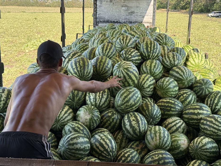 Продам кавун з поля!!!