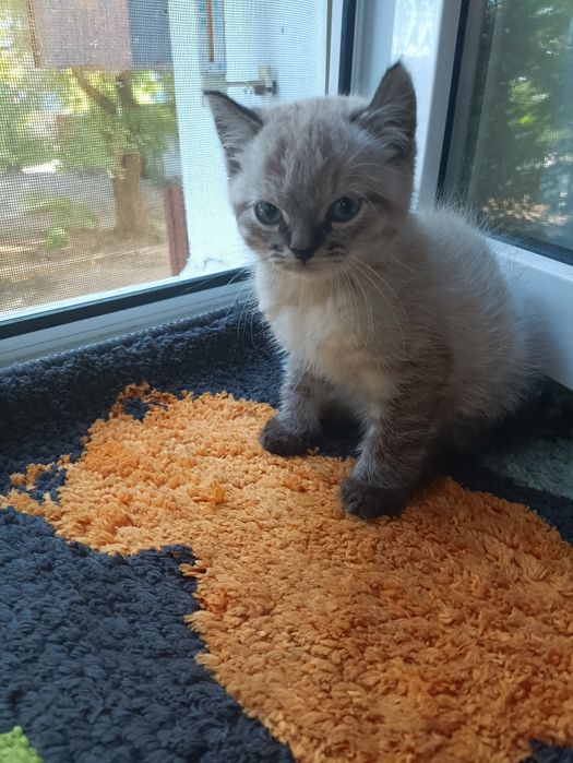 Тайській хлопчик шукає  доброго,люблячого хозяіна..