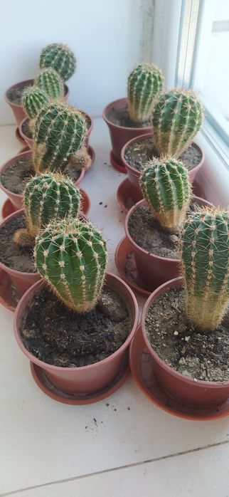 кактус (від 1 см до 10 см) домашній :-) без ГМО :-D