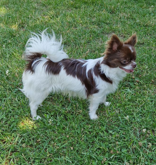 Chihuahua długowłosy biało- czekoladowy.