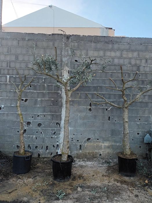 Oliveiras para transplantar ou jardim