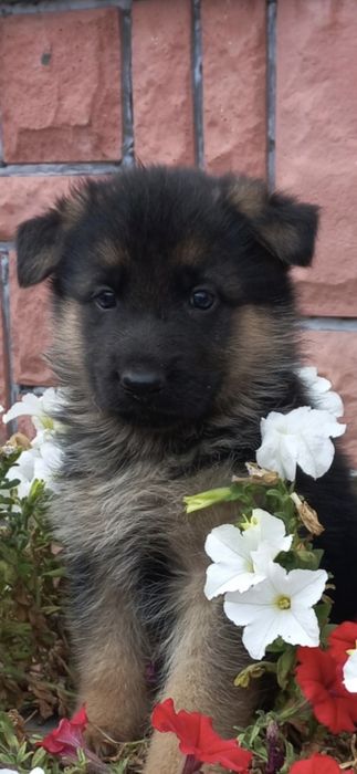 Щенята Німецької  вівчарки