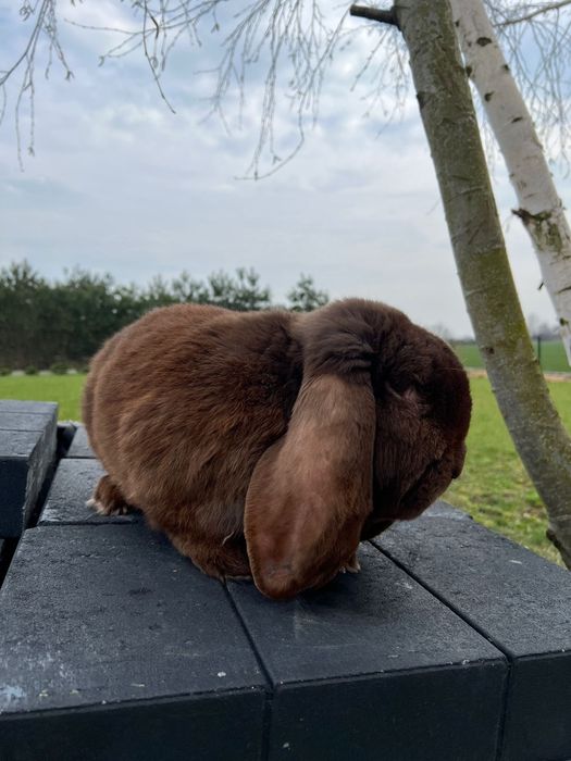 Baran Francuski Hawana BFH Samiec