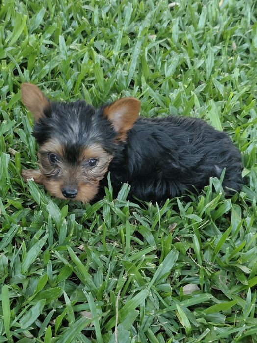 Macho  Yorkshire Terrier