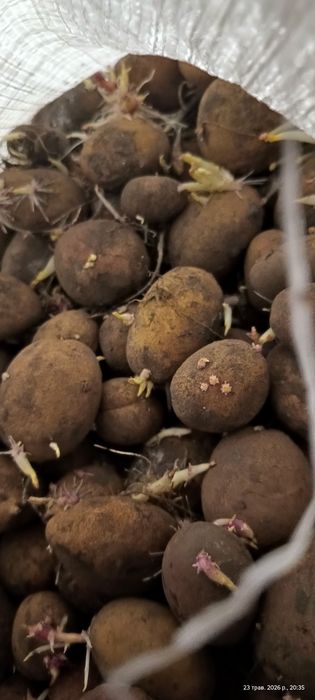 Продам посадкову,  дрібну картоплю